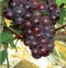 Grape Seed Extract